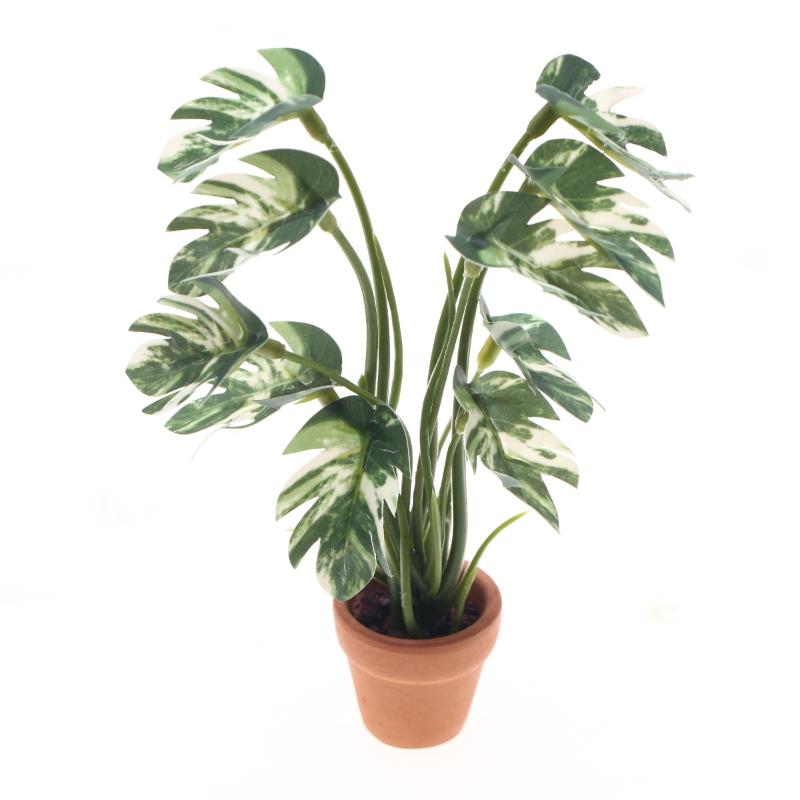 Pothos - Nuovo. 1 Pezzo Pianta Verde Monstera