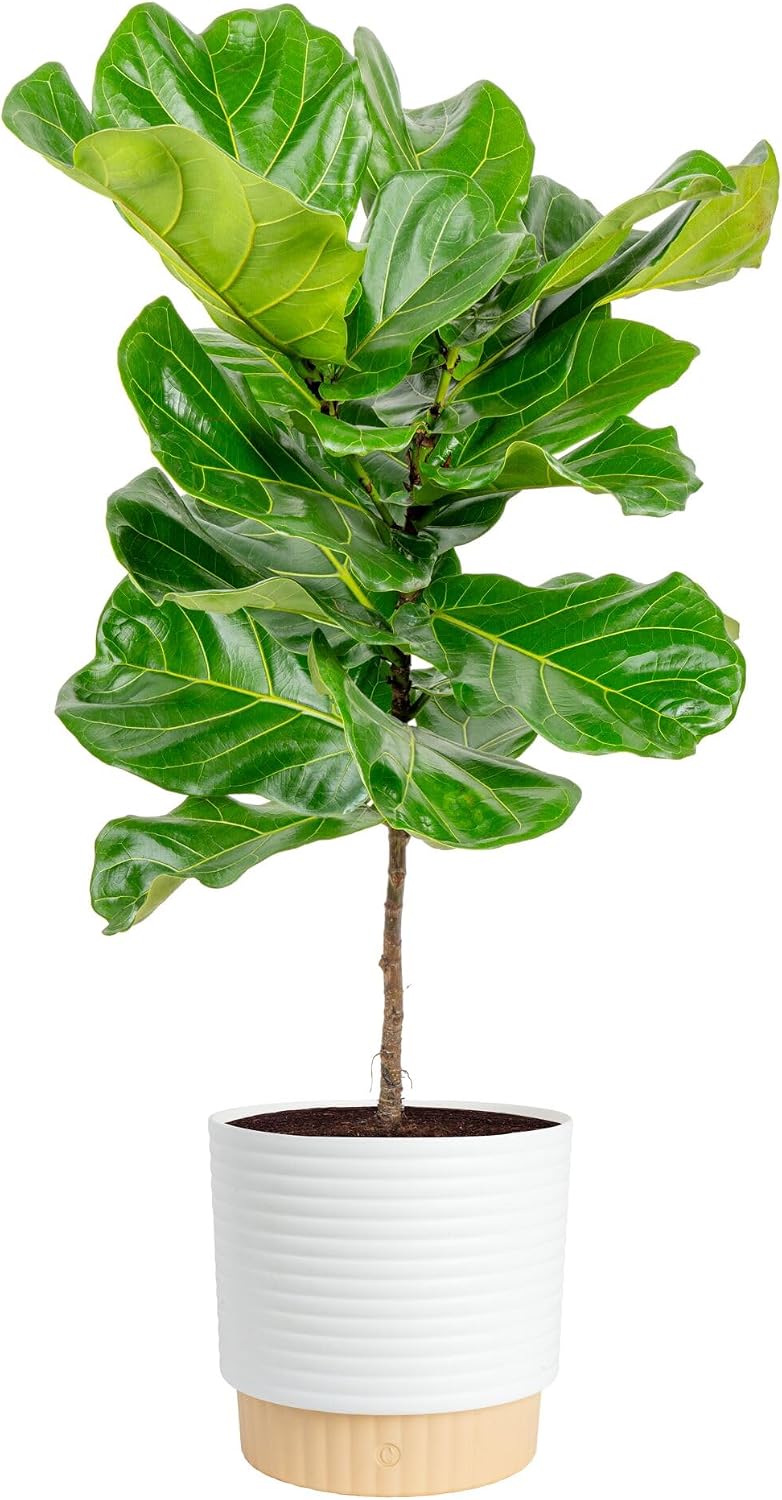 Fiddle Leaf Fig - Ficus Lyrata, pianta da interno vivente,