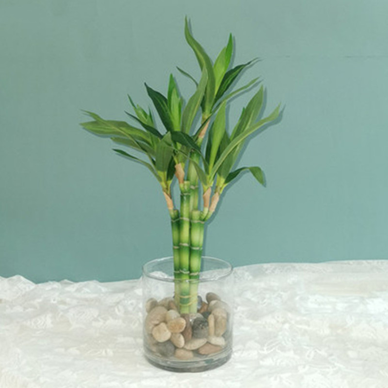 Nuova Pianta Artificiale di Ba - Snake Plant recensione e prezzo