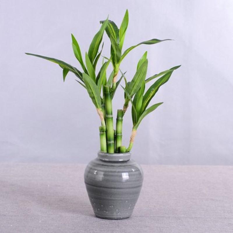 Nuova Pianta Artificiale di Ba - Snake Plant recensione e prezzo