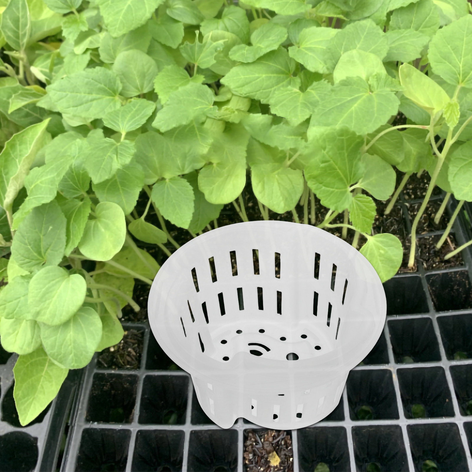 4 pezzi di vasi per la coltiva - Indoor Plants recensione e prezzo