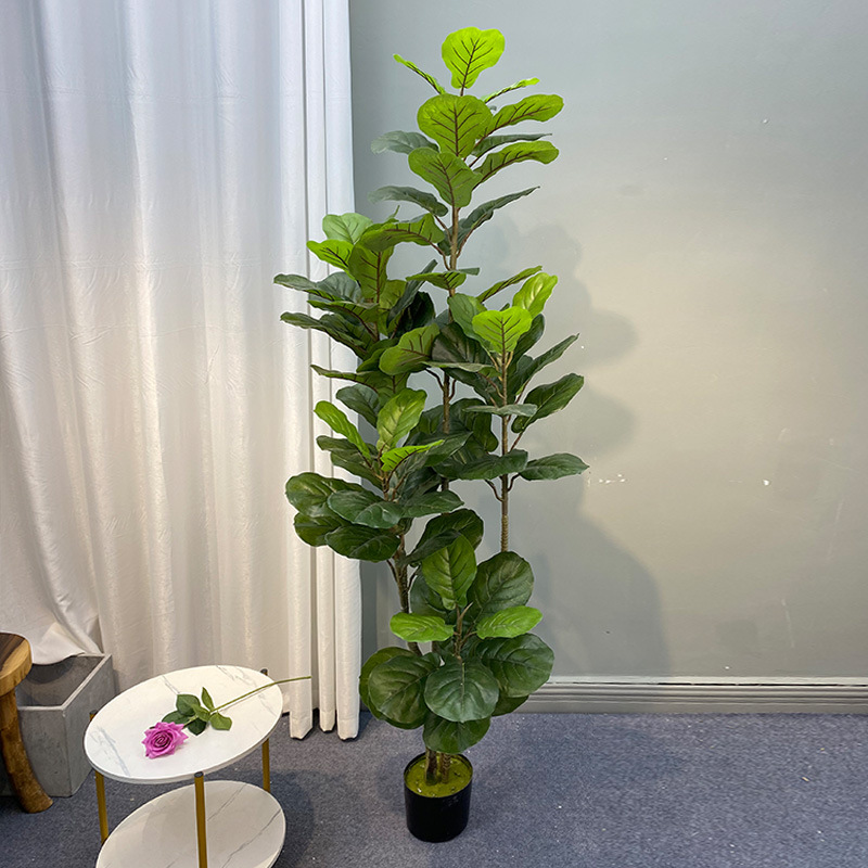 59in grande albero di Ficus pi - Fiddle Leaf Fig recensione e prezzo