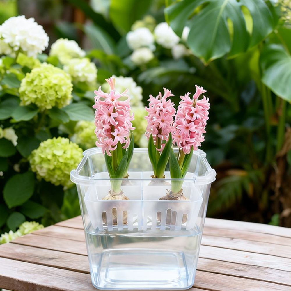 Vaso idroponico per tulipani e - Indoor Plants recensione e prezzo