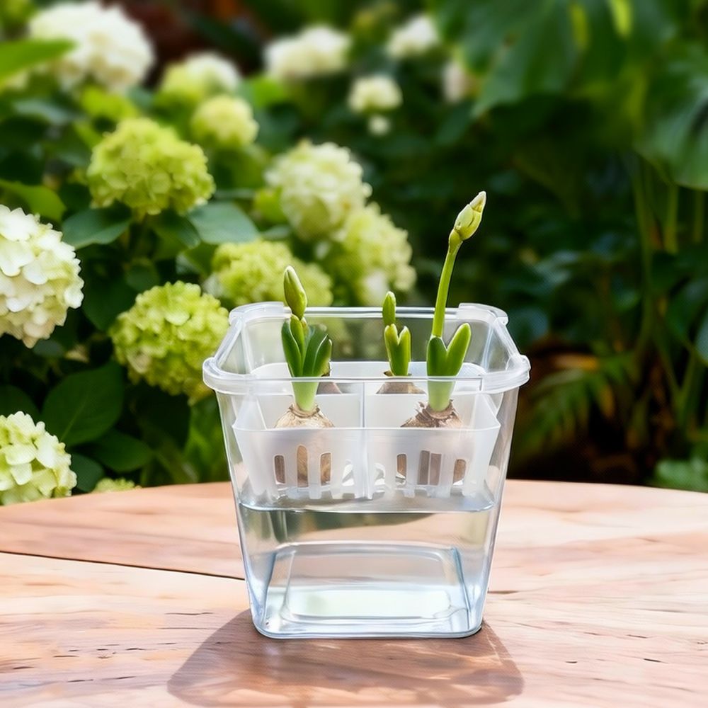 Vaso idroponico per tulipani e - Indoor Plants recensione e prezzo