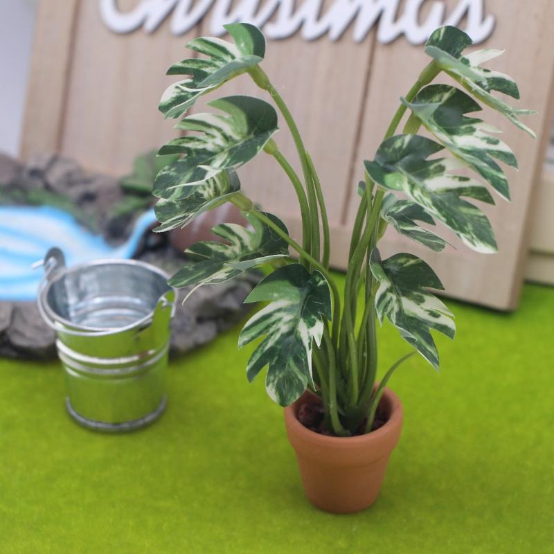 Nuovo. 1 Pezzo Pianta Verde Mo - Pothos recensione e prezzo