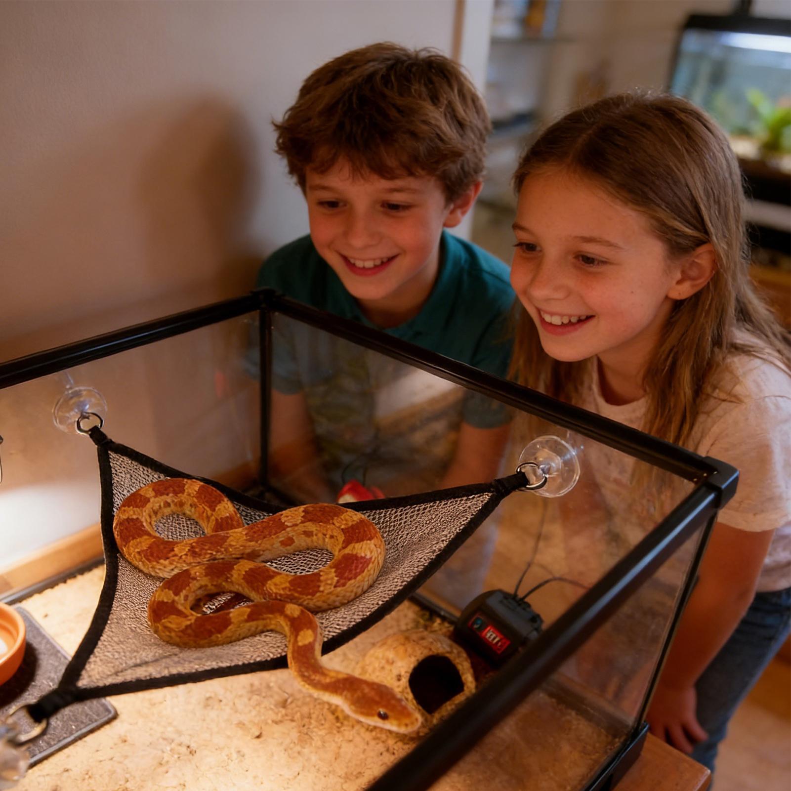 Accessori per arrampicata serp - Snake Plant recensione e prezzo