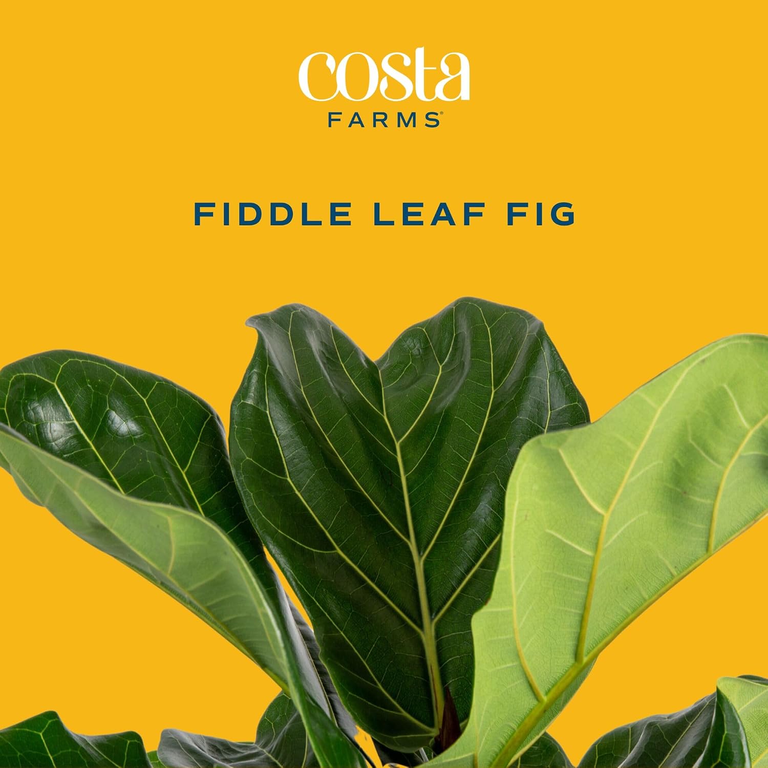 Ficus Lyrata, pianta da intern - Fiddle Leaf Fig recensione e prezzo