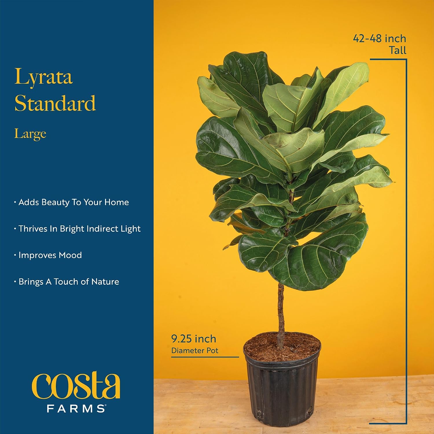 Ficus Lyrata, pianta da intern - Fiddle Leaf Fig recensione e prezzo