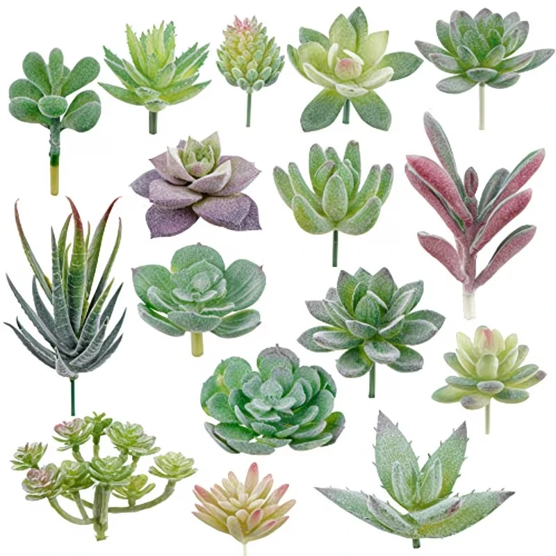 10/20 Pezzi Piante Succulente  - Snake Plant recensione e prezzo
