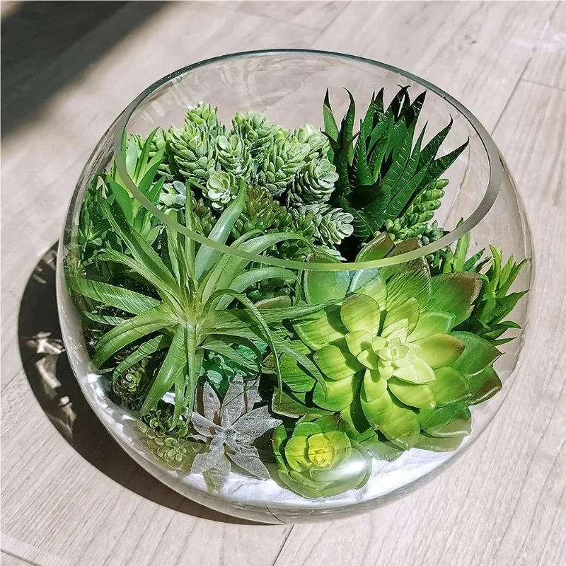 10/20 Pezzi Piante Succulente  - Snake Plant recensione e prezzo